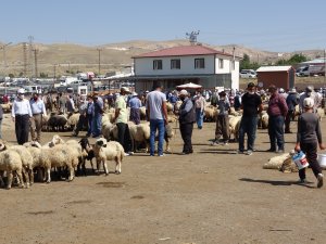 Kurbanlık pazarlığında tokalaşma sopaları kırıldı