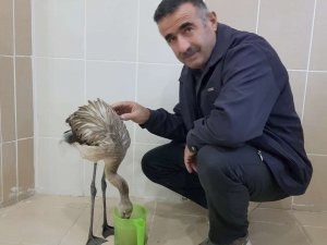 Yaralı Flamingo tedavi altına alındı