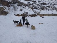 Hakkari'de sokak hayvanlarına yiyecek bırakıldı