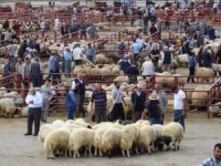 Van’da kurbanlık satışları başladı