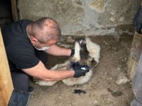 İşkence gören can dost kurtarıldı