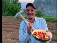 Hakkari'de pirinç tarlaları