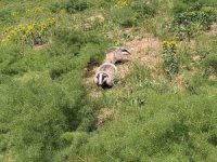 Hakkari'de nesli tükenmekte olan porsuk görüntülendi