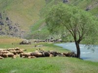 Faraşin Yaylasında süt sağımı başladı