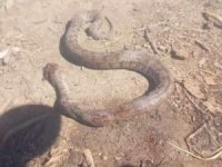 Hakkari'de dev yılan öldürüldü