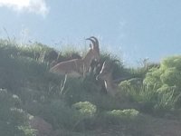 Hakkari kayak merkezide dağ keçileri görüntülendi