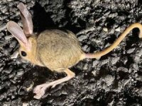 Yüksekova'da kanguru faresi görüntülendi