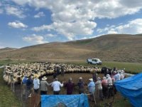 Yüksekova yaylalarında aşılama çalışması