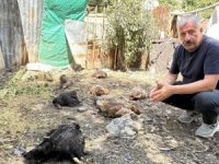 Başıboş köpekler çok sayıda tavuğu telef etti