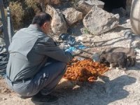 Hakkari’de can dostlara yiyecek bırakıldı