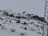 Hakkari’de gündüz saatinde kurt görüntülendi