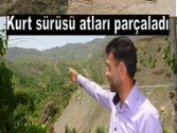 ÇEL`DE AÇ KURTLAR ATLARI PARÇALADI