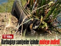 Yılan kurbağayı saniyeler içinde yuttu