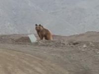 Çukurca’da kış uykusunda uyanan ayı görüntülendi