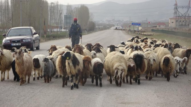 gocerlerin-zorlu-yolculugu-basladi.jpg