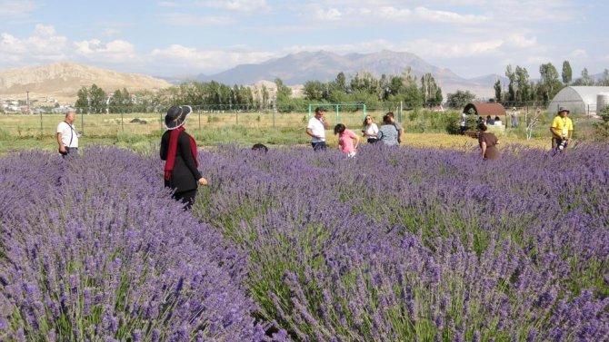 rengarenk-tibbi-bitkilerin-hasadi-yapildi.jpg