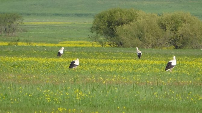 yuksekovada-leyleklere-turkulu-karsilama-2.jpg